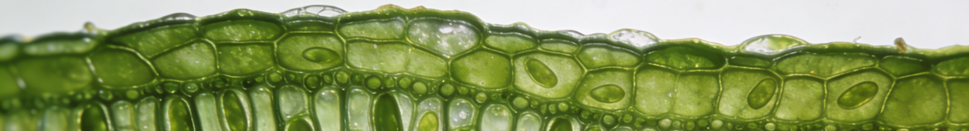 Gymnasium Allermöhe